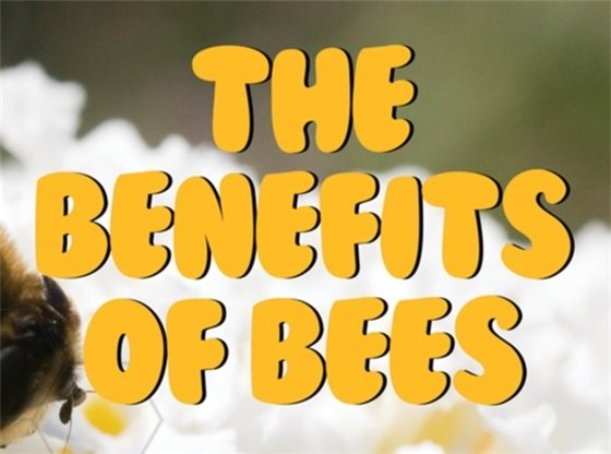 The Benefits of Bees