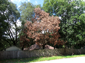 Tree with Laurel Wilt Disease