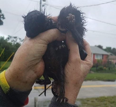 09-04-19 kitties rescued